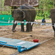 Illustration for article titled Have we been dramatically underestimating elephant intelligence?